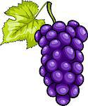 Cartoon Illustration of Bunch of Blue or Purple or Black Grapes or Grapevine Fruit Food Object