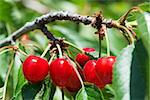 Twig with red cherries on a tree