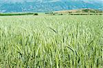 Green wheat field. Mountain on the background