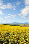 Yellow canola flowers with snow capped mountain range in background