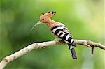 beautiful eurasian hoopoe (Upupa epops) possing on branch