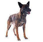 purebred belgian sheepdog malinois on a white background