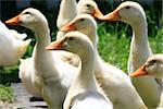 many young ducks on green grass in summer