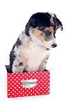 portrait of puppy border collie in a box in front of white background