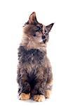 portrait of a purebred  maine coon kitten on a white background
