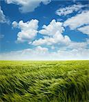 Greed Wheat Field and Blue Sky with White Clouds