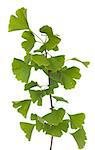 young branch (Ginkgo biloba) on white background