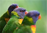 three lorikeets sitting in row, with green background
