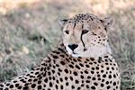 Cheetah n the  Masai Marra reserve in Kenya Africa