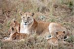 female Lion and lion cub in the Masai Marra reserve in Kenya Africa