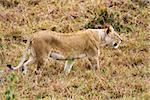 female Lion hunting Wildebeest gnu in the Masai Marra reserve in Kenya Africa