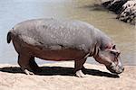 happy Hippopotamus (always smiling) in the marra river in the masai mara reserve in kenya africa