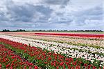 colorful tulip fields in Dutch farm in spring