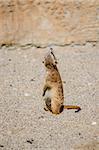 Rear view of suricate looking up checking if any dangerous bird is circling in the air.