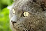 close up portrait of young british cat, selective focus