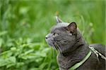 portrait of young british cat walking in grass, selective focus