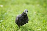 pigeon runing on grass, selective focus