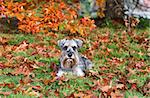 cute miniature schnauzer during autumn outdoors