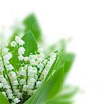 lilly of the valley posy  isolated on white background