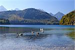 swan family on Alpsee in Bavarian Alps