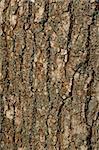 Texture of a Bark of an Old Oak Tree. Background Pattern for Design