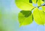 Fresh Spring Green Leaves Over Blurred Bright Background