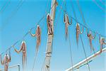 Hanged on ropes squid drying in the sun in Greece