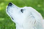 Head of a young golden retriever, its looking up