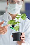 Woman holding a plant while injecting stalk with chemical in the lab