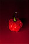 Red scotch bonnet chili pepper on red and black background