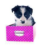 portrait of puppy border collie in a box  in front of white background
