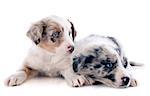 portrait of puppies border collie in front of white background