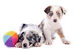 portrait of puppies border collie in front of white background