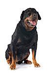 portrait of a purebred senior rottweiler in front of white background