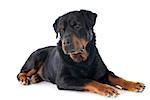 portrait of a purebred rottweiler in front of white background