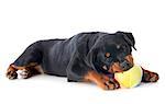 portrait of a playing puppy rottweiler in front of white background
