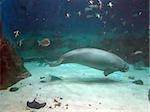 Manatee and fish swimming under water