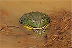 A pair of African giant bullfrogs (Pyxicephalus adspersus) mating, South Africa