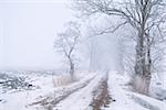 tree row rural road with fog and snow