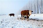 brown cows on snow pasture  in winter, Netherlands