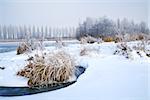 frosted plants and snow on frozen river in winter