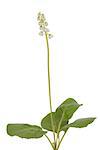 little flower (Pyrola rotundifolia) on white background