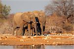 African elephants (Loxodonta africana) at a waterhole, Etosha National Park, Namibia