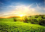 Green fields of grass and trees at sunset