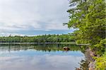 Shore of Lake ( Dollar Lake National Park, Nova Scotia, Canada)