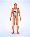 Orange digital body with visible organs standing