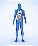 Blue digital human standing with visible organs