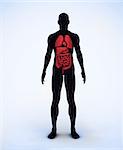 Black and red digital body standing with visible organs