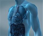 Transparent digital blue body with organs against a digital background