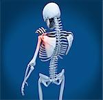 Shoulder pain on skeleton on blue background